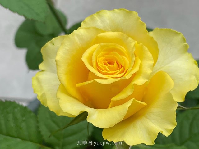 贝壳月季，黄色月季里的代表作和佼佼者(图2)