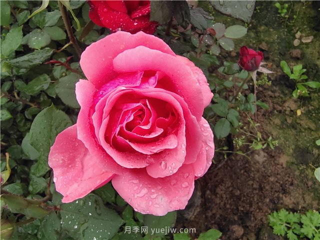 花木从业者应该知道的80条基本知识点术语，快收藏！(图1)