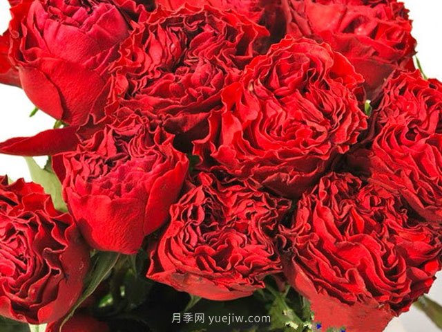 红舞裙月季/丝绸绒光(图2)