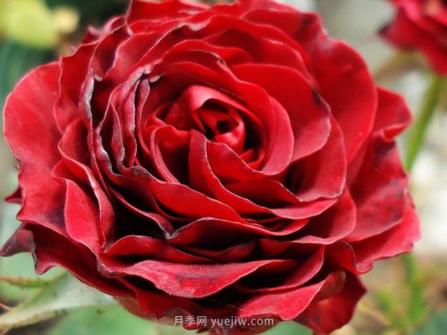 红舞裙月季/丝绸绒光(图1)