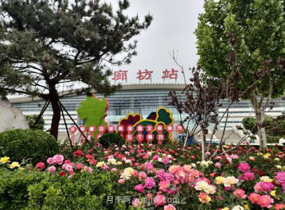 河北廊坊：建党百年 月季献礼(图1)