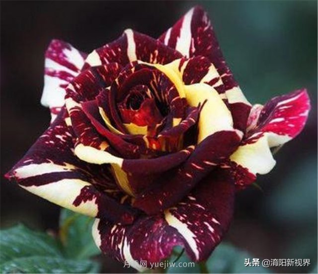 20种经典月季品种，妆点南阳火热的夏季(图20)