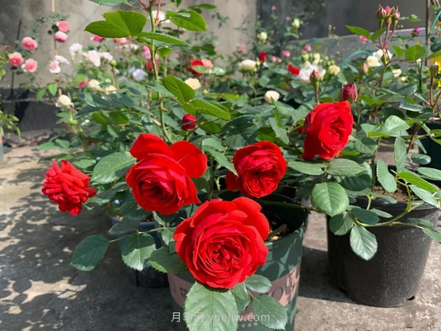 推荐夏季高温耐晒的4种月季,花朵不散,还很勤花(图2) 推荐夏季高温耐晒的4种月季,花朵不散还勤花(图2)