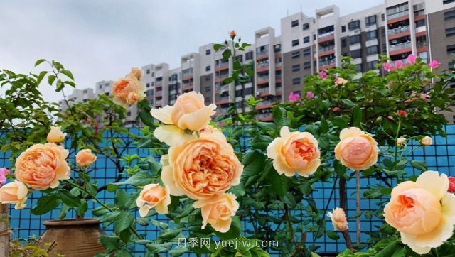 推荐夏季高温耐晒的4种月季,花朵不散,还很勤花(图4) 推荐夏季高温耐晒的4种月季,花朵不散还勤花(图4)