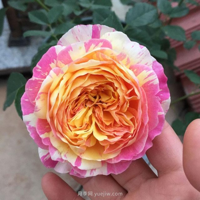 推荐夏季高温耐晒的4种月季,花朵不散,还很勤花(图1) 推荐夏季高温耐晒的4种月季,花朵不散还勤花(图1)