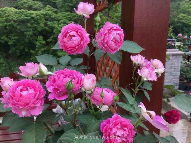 推荐夏季高温耐晒的4种月季,花朵不散,还很勤花(图3) 推荐夏季高温耐晒的4种月季,花朵不散还勤花(图3)