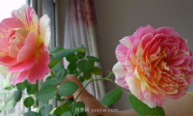 推荐适合夏天养的5种月季花,花量大,不怕晒(图1) 推荐适合夏天养的5种月季花,花量大不怕晒(图1)