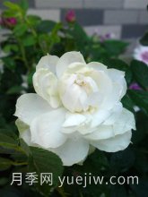 玫瑰花简介(图5)