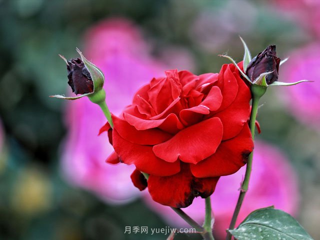 培育电商带头人抓住了乡村振兴的关键(图1) 培育电商带头人抓住了乡村振兴的关键(图1)