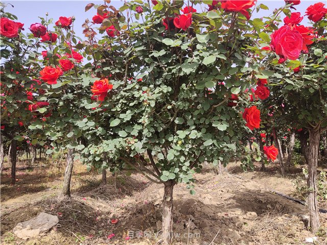 农业产品升级，推动国家乡村振兴(图1)