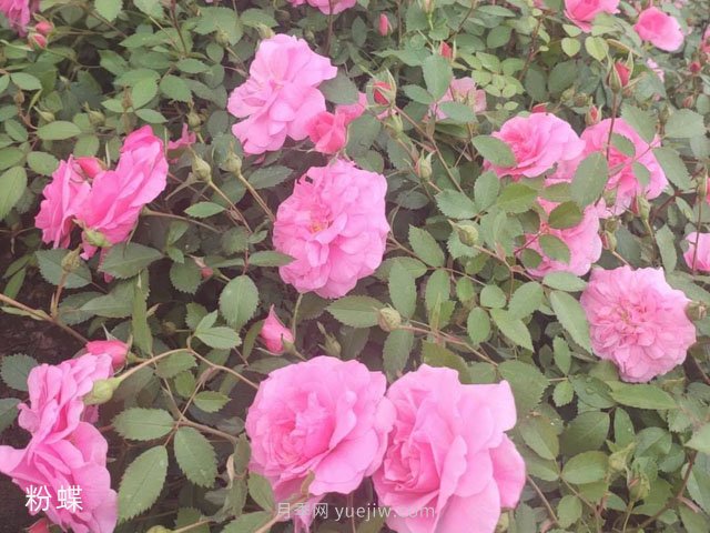 粉蝶月季(图1)