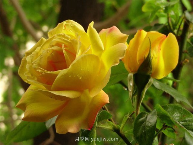 藤本黄和平月季(图1)