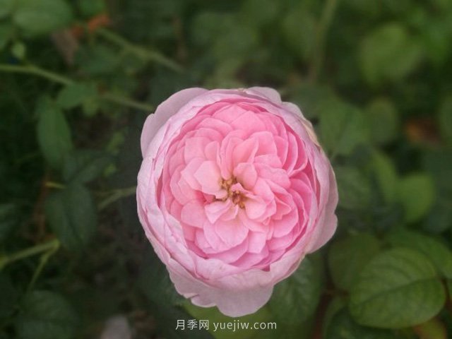 花友淘汰掉的10种月季,缺点多于优点,是这样吗(图1) 花友淘汰掉的10种月季,缺点多于优点,是这样吗(图3)