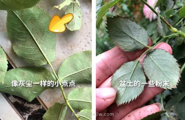 红蜘蛛,夏季月季头号害虫,有一整套防治方法(图2) 红蜘蛛,夏季月季头号害虫,有一整套防治方法(图2)