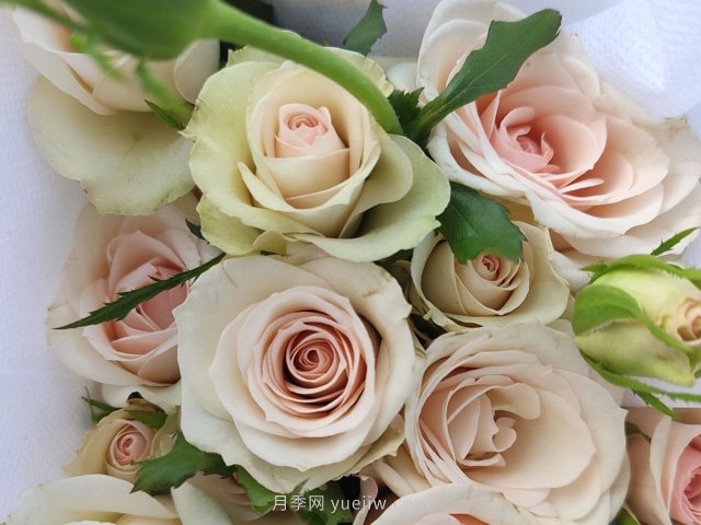 多头香槟月季(图2)