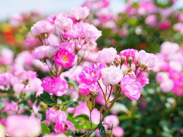 高温天气,该如何给苗木保持水分?(图1) 高温天气,该如何给苗木保持水分?(图1)