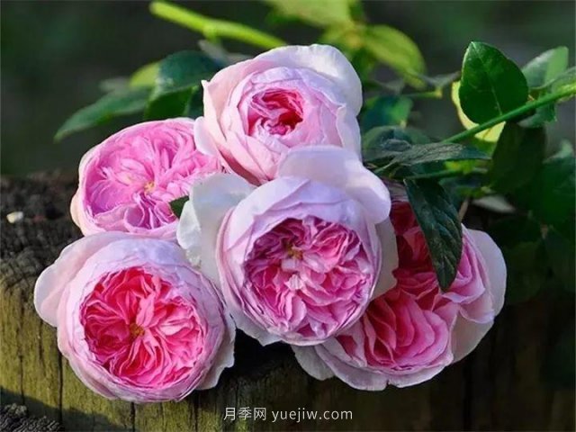 夏天随便养，20个不怕热的耐热月季品种推荐(图20)