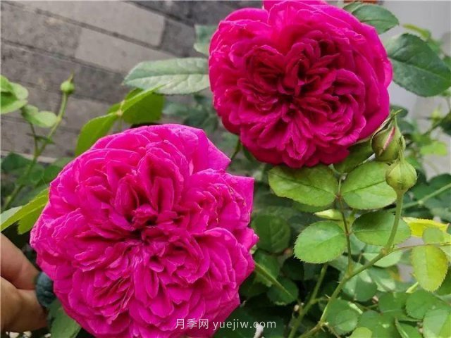 夏天随便养，20个不怕热的耐热月季品种推荐(图7)