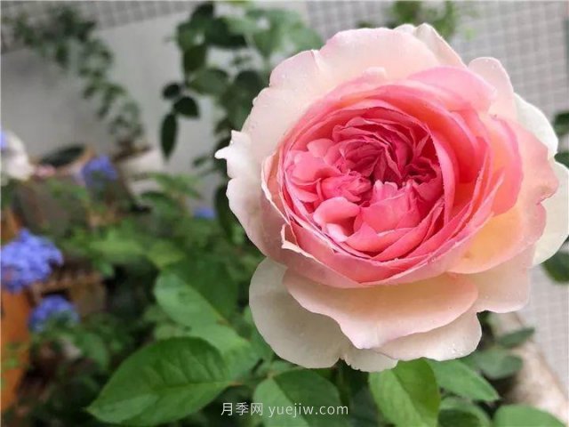 夏天随便养，20个不怕热的耐热月季品种推荐(图18)