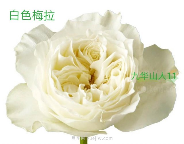 十款梅拉系列月季品种推荐(图3)