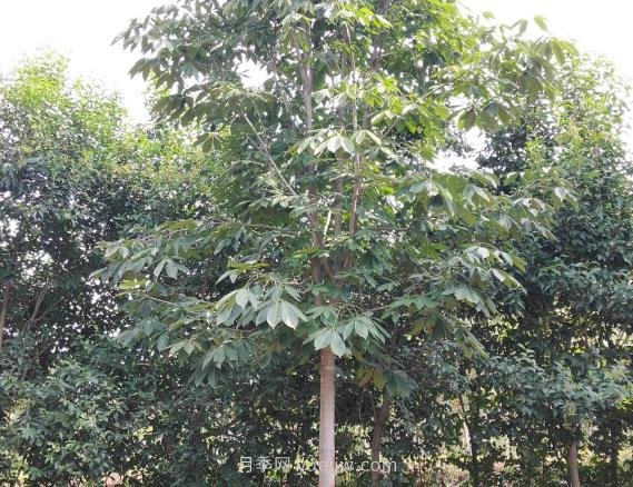 南阳七叶树怎么养(图1) 南阳七叶树怎么养(图1)