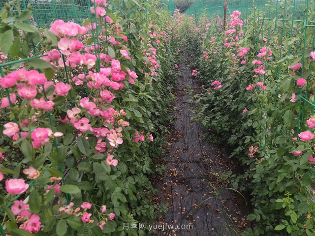 中国城市园林的现状以及发展前景分析!(图1) 中国城市园林的现状以及发展前景分析!(图1)