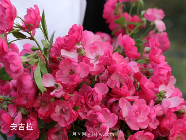 月季等10个常见花卉的科普百科(图1)