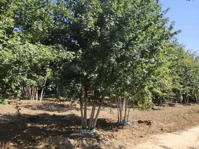 杜仲(图3) 杜仲(图3)