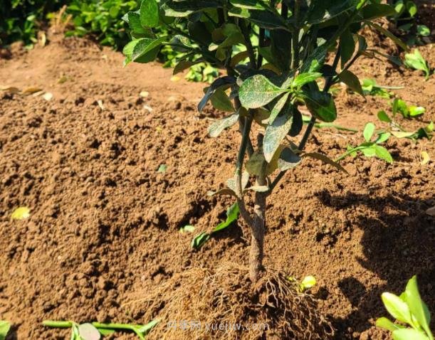 如何采购裸根大叶黄杨苗木和无纺布大叶黄杨(图1) 如何采购裸根大叶黄杨苗木和无纺布大叶黄杨(图1)