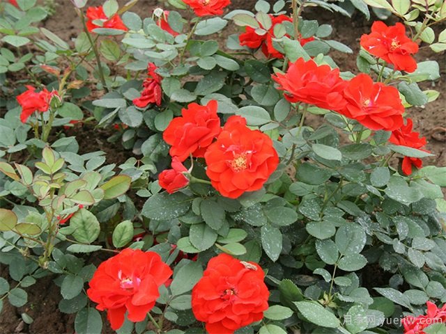 橘红潮月季/桔红潮月季(美国)(图1)