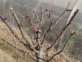 月季花冬天什么时候剪枝(月季花冬季剪枝技巧)