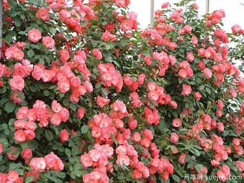 夏季也能观赏的月季花，推荐4个耐热月季