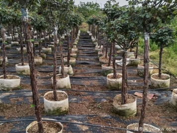 树状月季用的树桩以及砧木品种？南阳月季告诉你