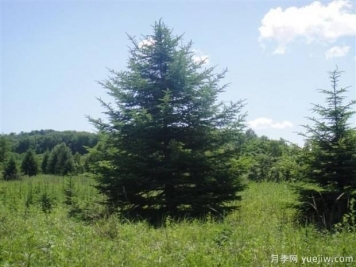 不宜混栽的绿化苗木有哪些？