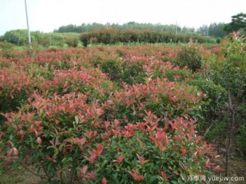 如何对红叶石楠进行施肥？