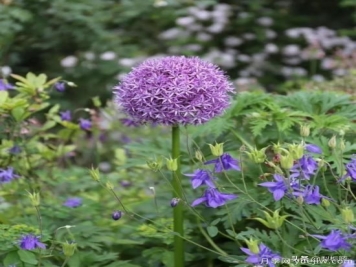 天津市哪卖月季花品种最多？