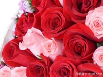 33朵玫瑰花有哪些含义