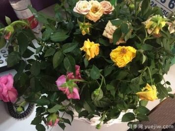 月季花焉了怎么办？三个办法让它恢复生机