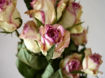 玫瑰如何制作干花