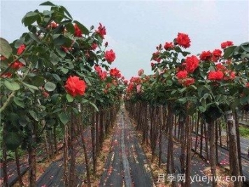 月季树烂根，怎么治？