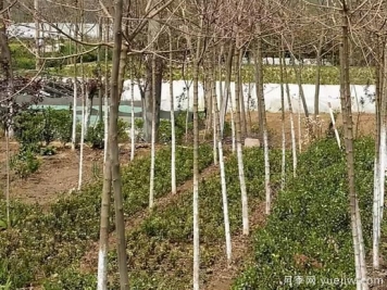 小雪过后，苗木防冻工作要速速搞起来