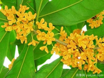 影响桂花树开花的因素有哪些？