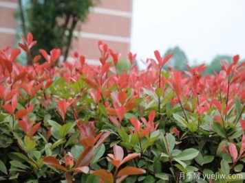 红叶石楠小苗地域差异易死苗