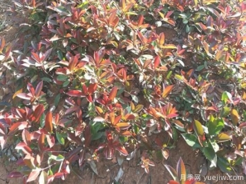 红叶石楠小苗和红叶石楠树如何选择？