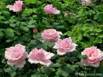 推荐7个颜值能打抗性超群的粉色灌木月季