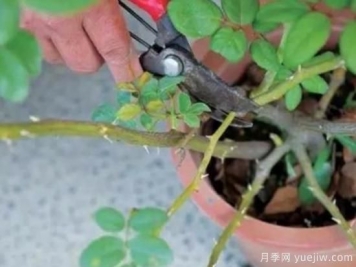 天冷了就给月季修剪？月季具体修剪的时间和方法