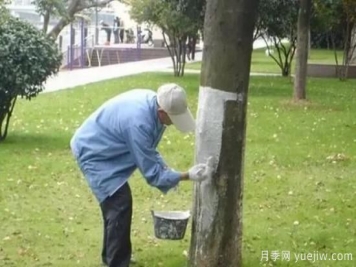 关于冬季树干涂白的知识