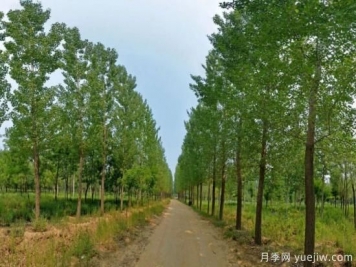 如何种植苗木才能避免踩坑