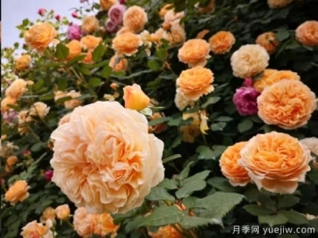 藤本月季12月可以开始牵引吗？不同地区差异大！