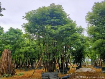 丛生苗如何成为一条赚钱新路？做到2点